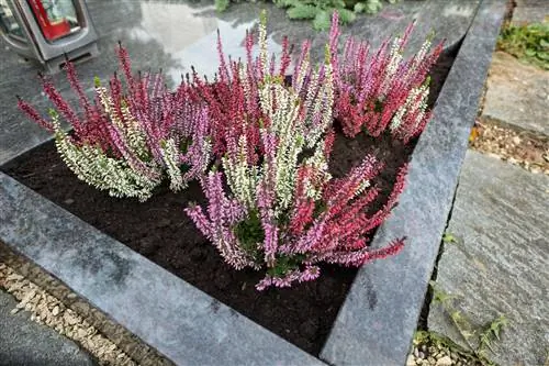 Heather - a classic grave planting plant