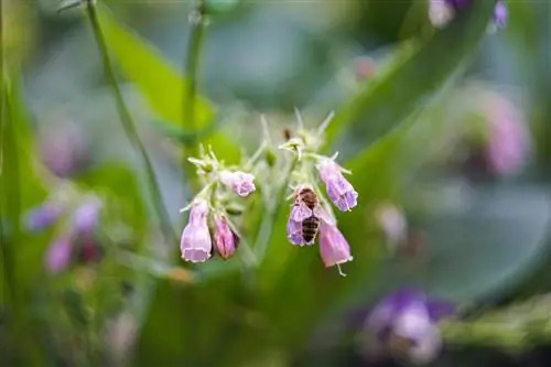 comfrey bee vennlig