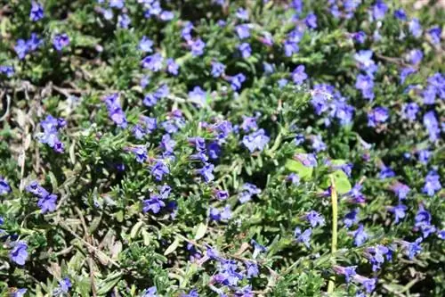 Reemplazo de césped de hoja perenne