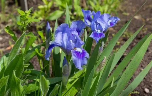 Iris en el jardín: así es como el iris prospera perfectamente