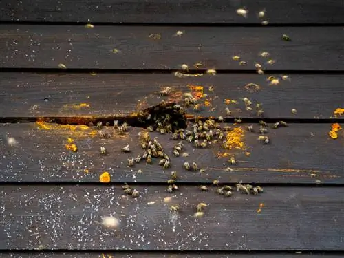 bees nest in house wall