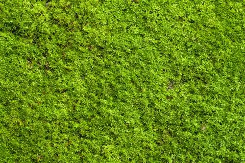 Moss as a lawn replacement