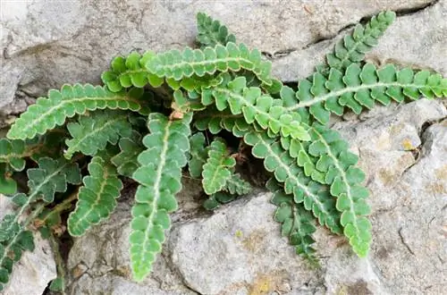 Falguera protegida