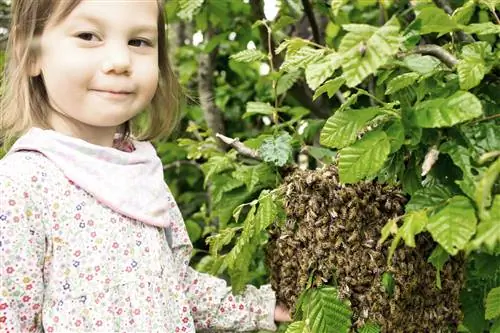 пчелиное гнездо в живой изгороди