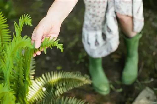 Identificar un helecho: Cómo reconocer diferentes especies