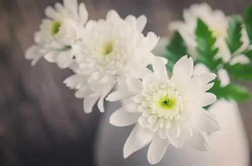 Chrysanthemums: xim thiab lawv lub ntsiab lus ntawm ib nrais muag