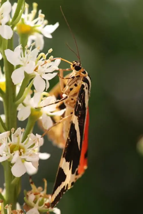 Malattie del lauroceraso