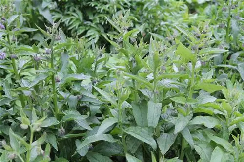 comfrey менен күрөшүү