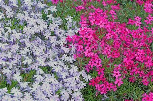 Substitució de gespa resistent a l'hivern: quines plantes són adequades?