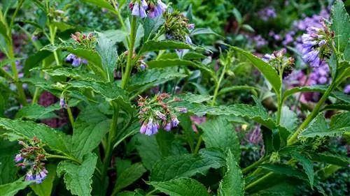 ჭრის comfrey