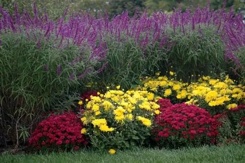 Chrysanthemums: Ideal for outside? Location & care tips