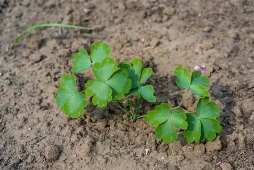 Plantarea columbinei: sfaturi pentru amplasare, semănat și îngrijire