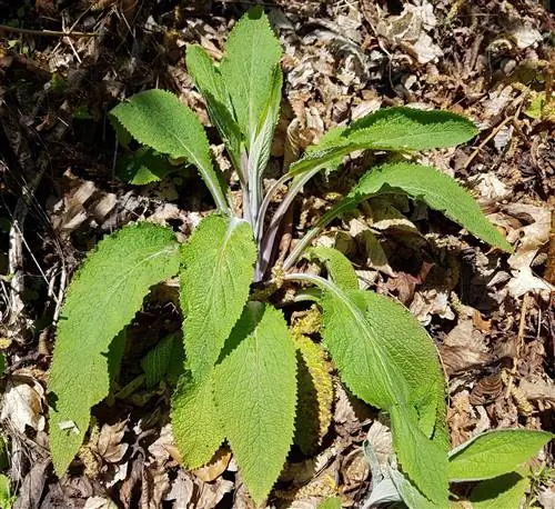 Comfrey sajaukums