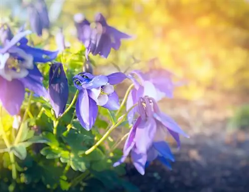 Columbine Care: This will keep your plant he althy and beautiful