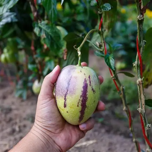 pære melon-når-moden