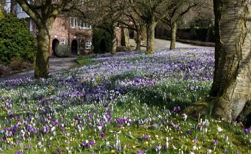 Prachtig natuurgras: Creëer en onderhoud in slechts een paar stappen