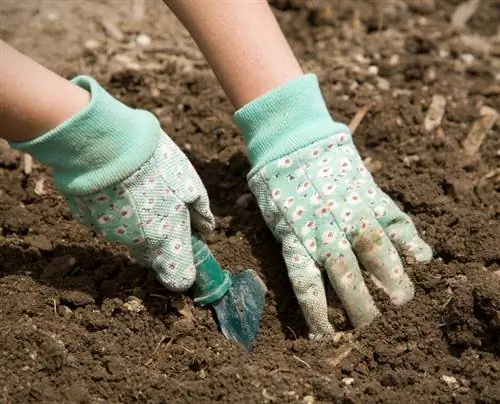 Zelf akelei zaaien: tips voor schitterende bloemen