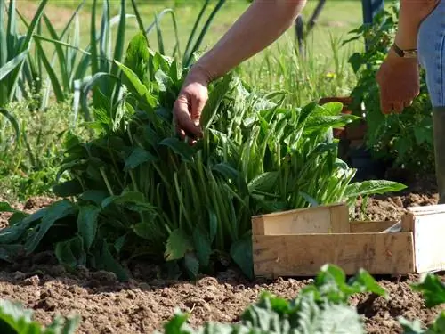 Comfrey mixed culture