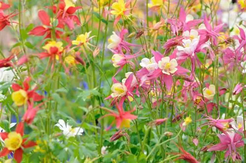 Aguileñas en el jardín: ¿Qué lugar prefieren?