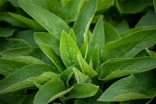 Comfrey yarpaqları haqqında maraqlı faktlar