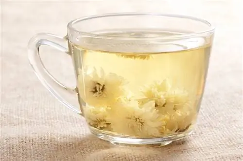 Chai ya Chrysanthemum