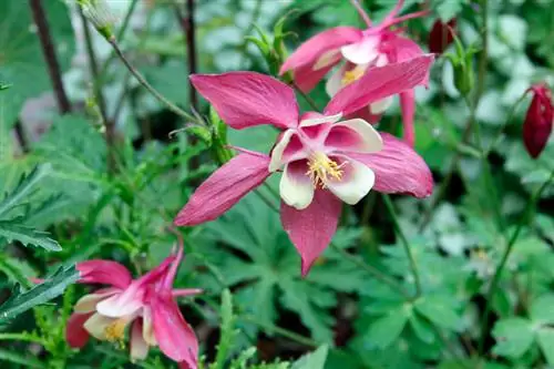 Columbine. գունեղ, գեղեցիկ և թունավոր – Այն, ինչ դուք պետք է իմանաք