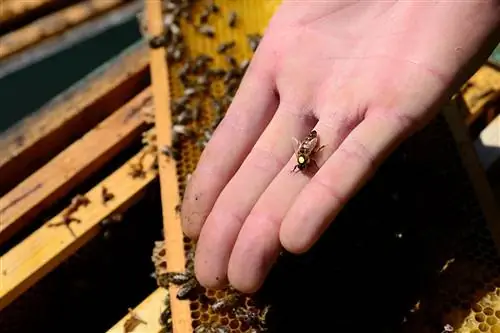 A swarm of bees without a queen: help may be necessary