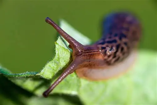 comfrey snails