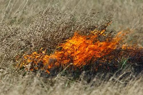 Burning down lawns: In which cases does it make sense?