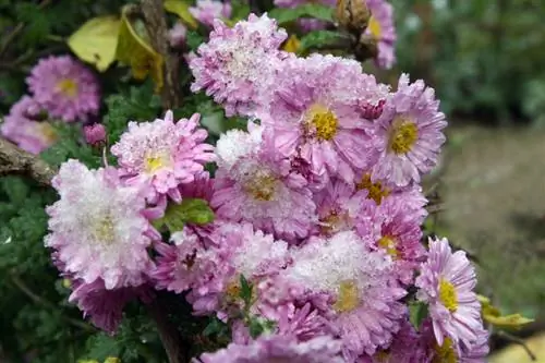 Chrysanthemums ya overwinter kwenye mtaro