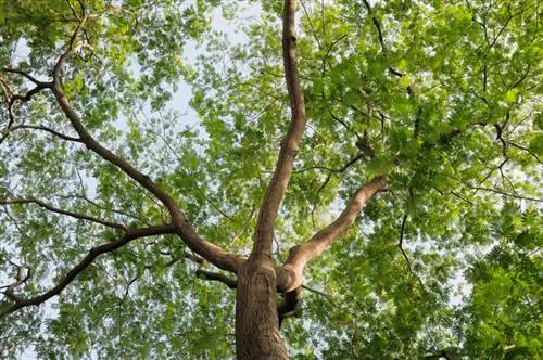 Cutting the sleeping tree