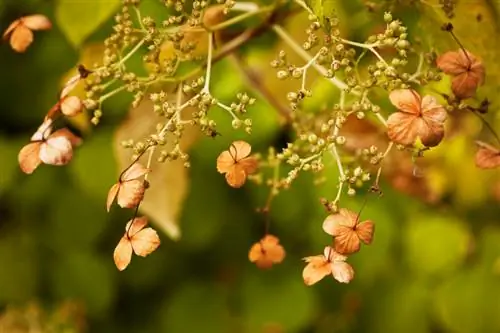 Hydrangea kev noj zaub mov tsis txaus