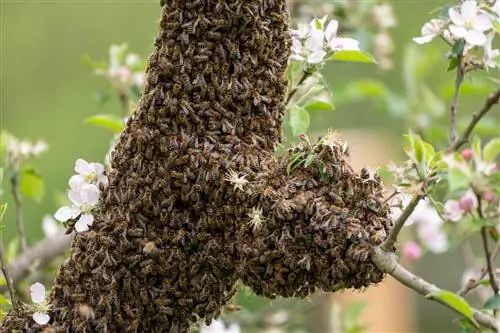 Informar sobre un enjambre de abejas: respuestas a por qué, cuándo y dónde