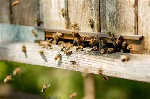 Capturando un enjambre de abejas