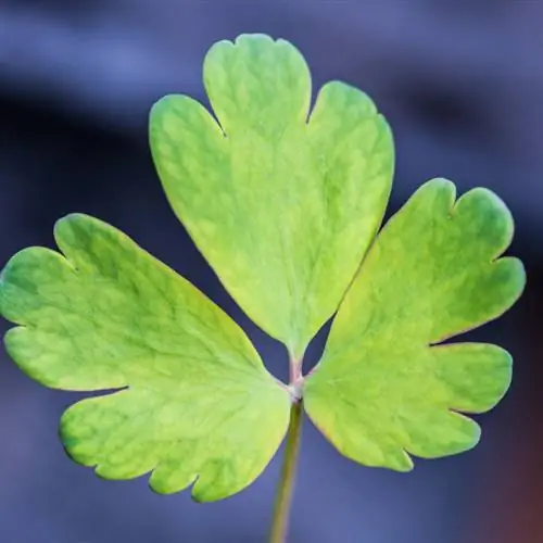 Columbine leaf