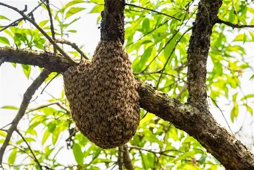 enxame de abelhas no alto da árvore