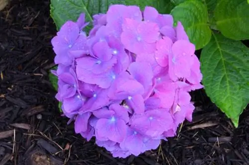 Mulch hydrangea