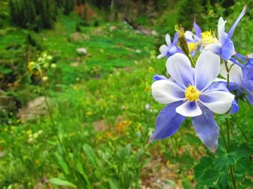 Memotong columbine: mengapa dan cara melakukannya dengan betul