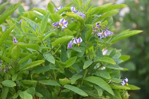 Päronmelonen blommar inte - hitta orsaker och lösningar