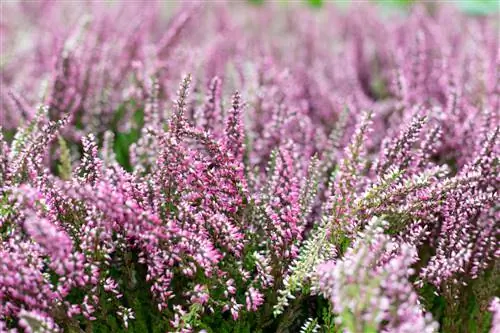 heather buds