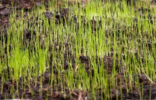 Risolvi i problemi del prato: cosa fare se il prato non germoglia?