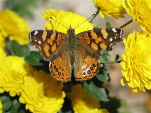 Chrysanthemum: Ontdek de indrukwekkende bloeiperiode