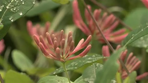 Honeysuckle እንክብካቤ፡ ለጤናማ እና ለምለም እፅዋት ጠቃሚ ምክሮች