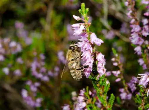 heather bees