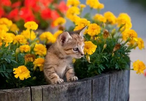 Le chrysanthème est toxique pour les chats ? C'est ce que vous devez savoir