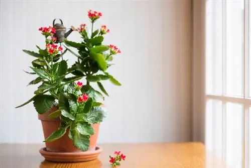 Kalanchoe кам көрүү