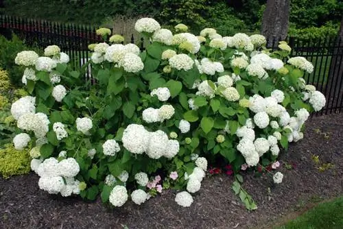 Hydrangea Annabell: Platstips för frodiga blommor