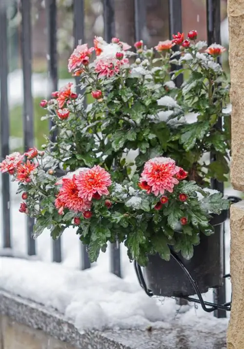 Chrysanthemums overwinter nyob rau hauv lub lauj kaub