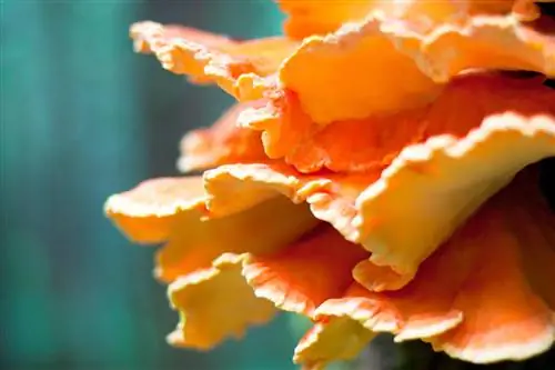 orange-mushrooms-on-the-tree-trunk