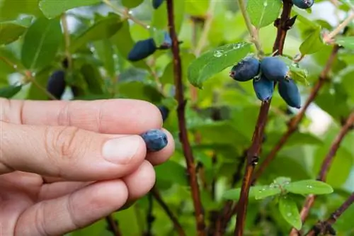 Lonc: mérgező az emberekre és a háziállatokra?